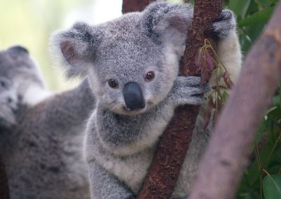 Cutest_Koala