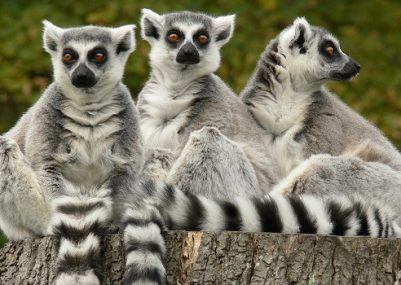 Ring-tailed-Lemurs-540x350-1