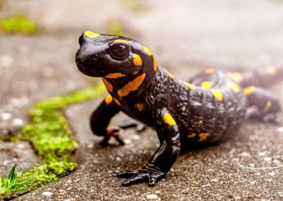 Salamanders-scaled
