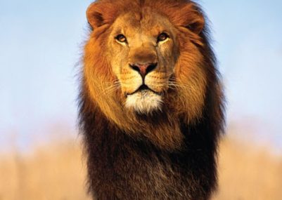 african-lion-i8112