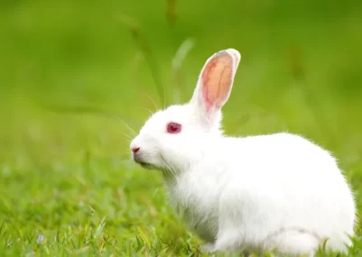 us-movie-rabbits-meaning