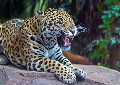 Amazing-Rainforest-Animal_-Jaguar