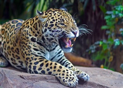 Amazing-Rainforest-Animal_-Jaguar